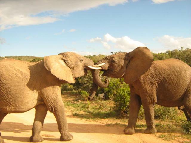 Addo Gateway Lodge โคลเชสเตอร์ ภายนอก รูปภาพ