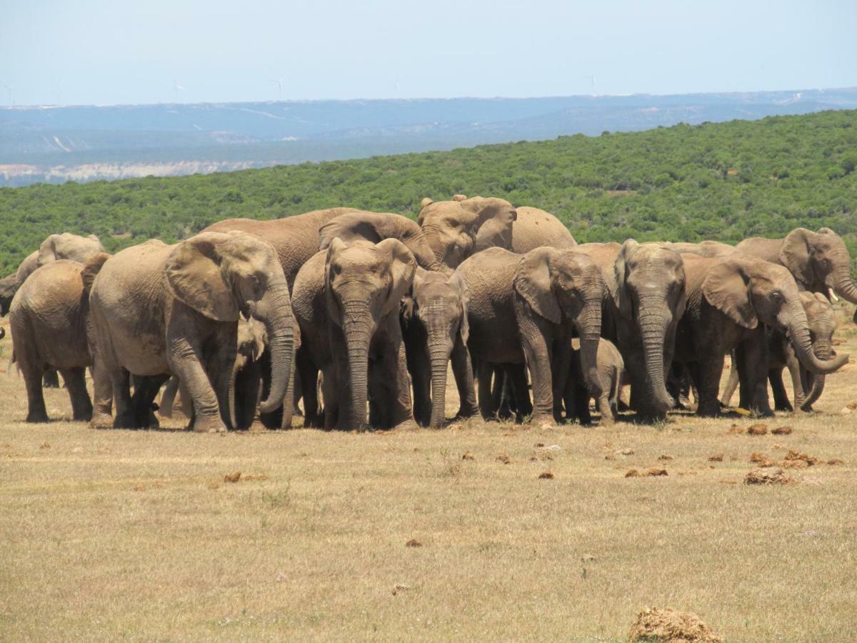 Addo Gateway Lodge โคลเชสเตอร์ ภายนอก รูปภาพ